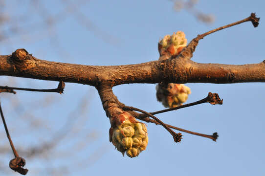 Image of Pyrus salicifolia Pall.