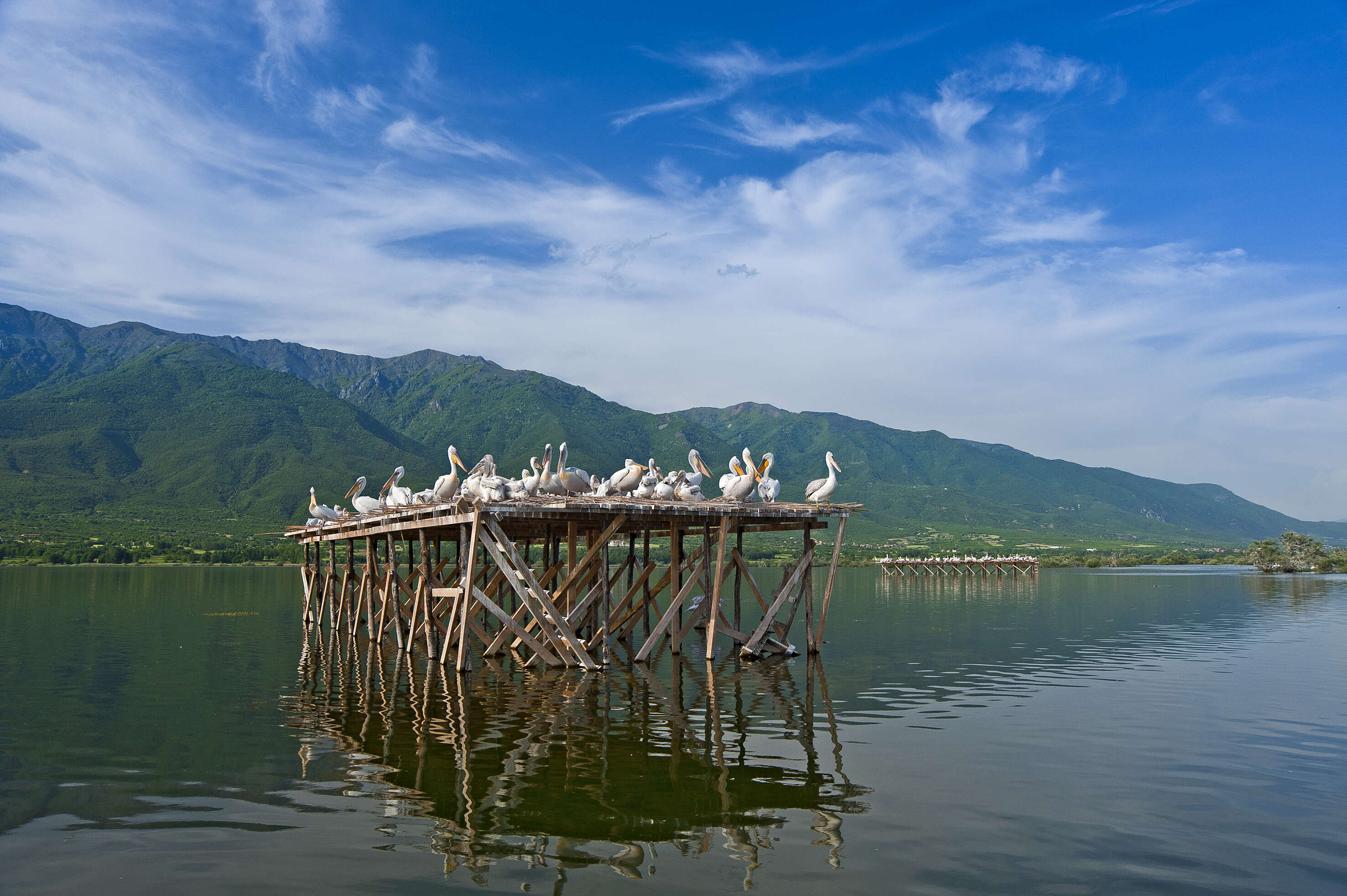 Image of Dalmatian Pelican