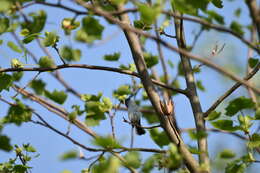 Image of gnatcatchers