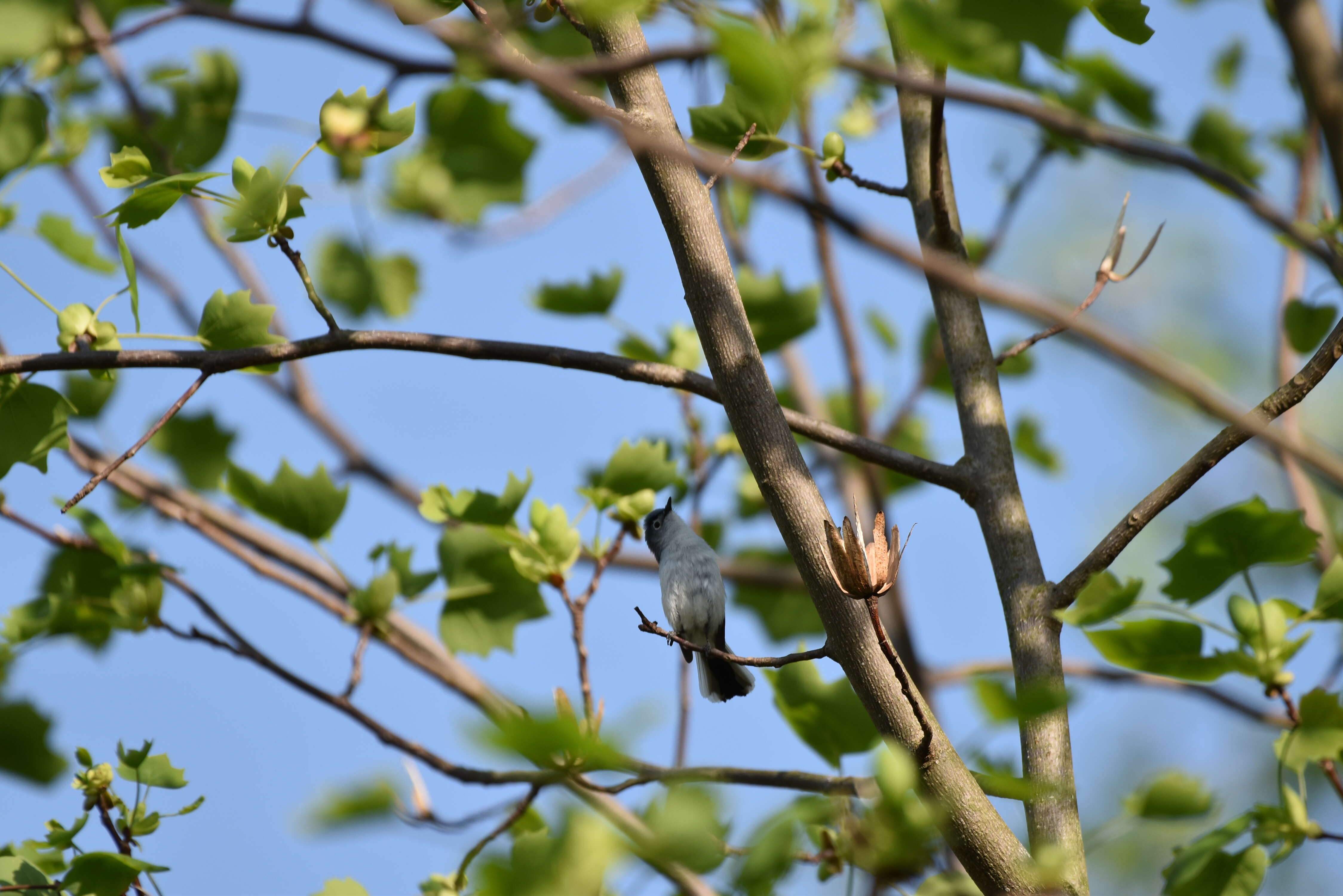 Image of gnatcatchers