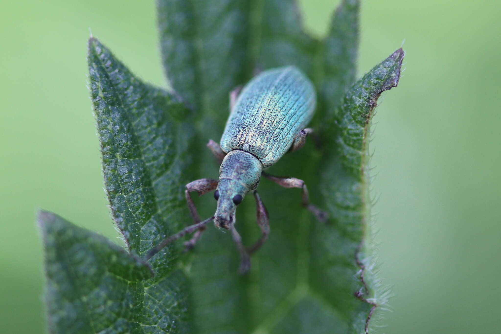 Image of Phyllobius (Metaphyllobius) pomaceus Gyllenhal 1834