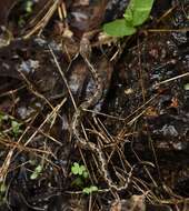 Image of Hump-nosed pit viper