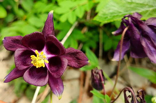 Aquilegia grata Zimmeter的圖片