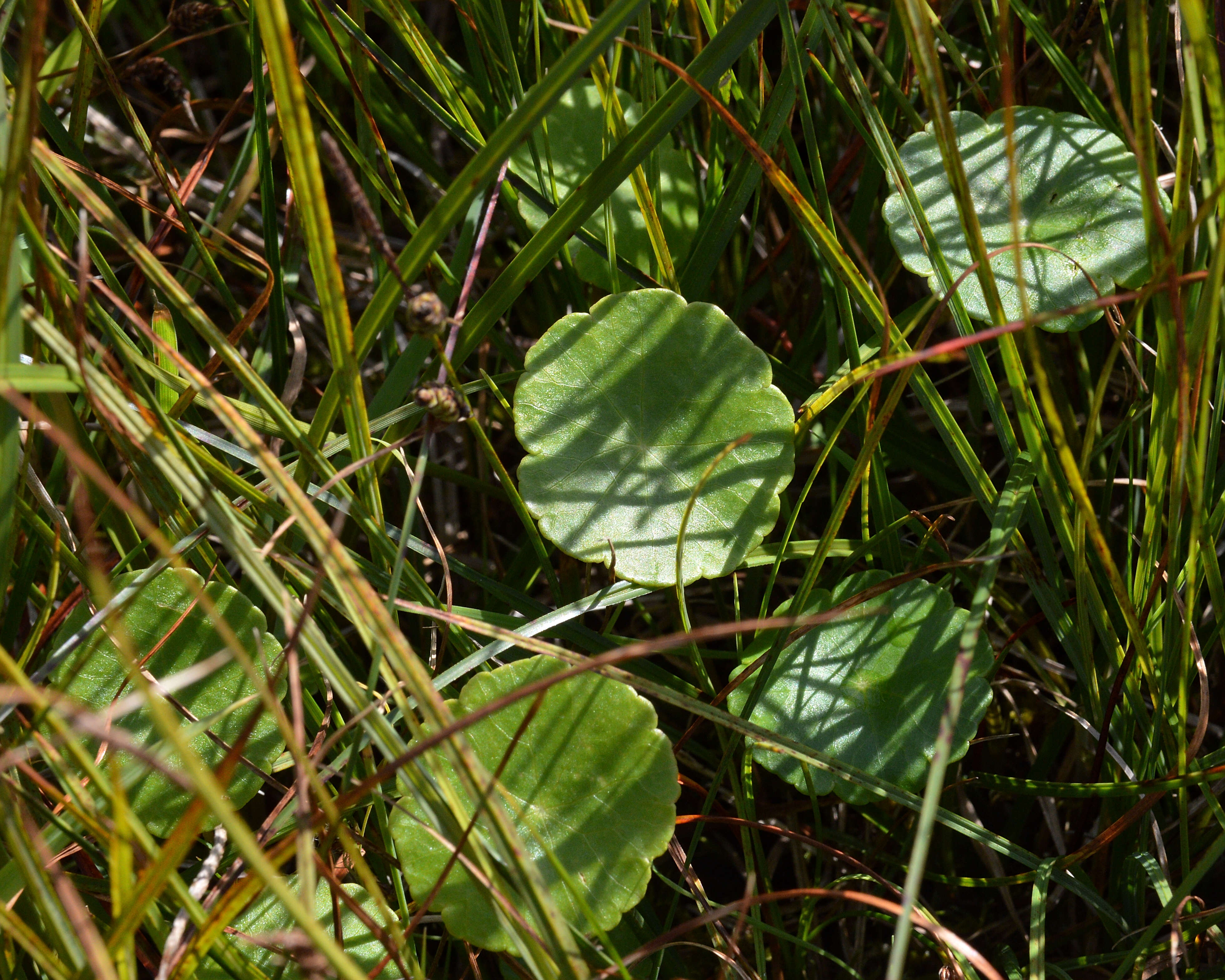 Image of Marsh Pennywort