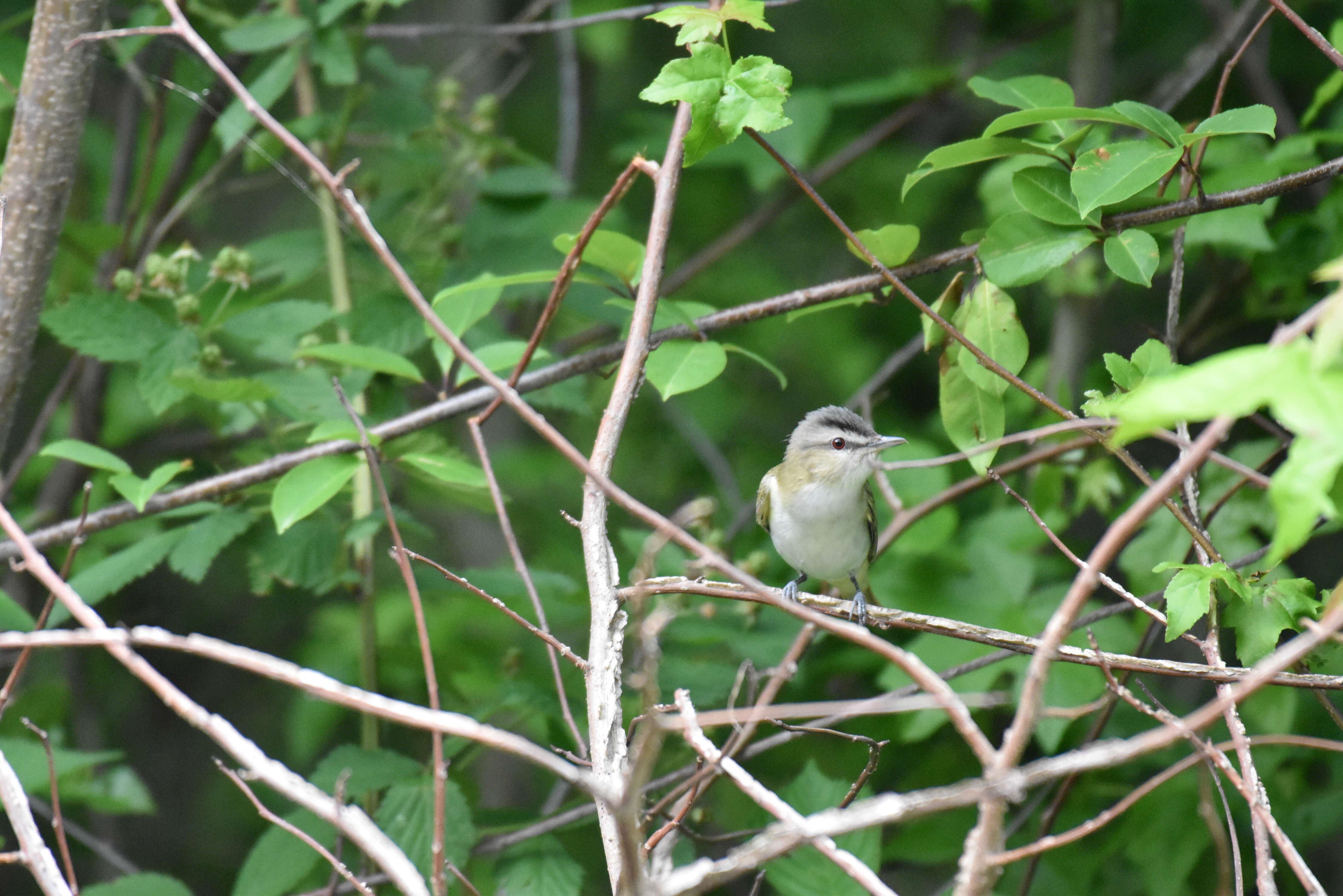 Image of Red-eyed Vireo