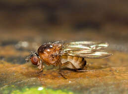 Image of fruit fly