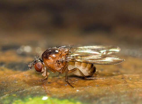 Image of fruit fly