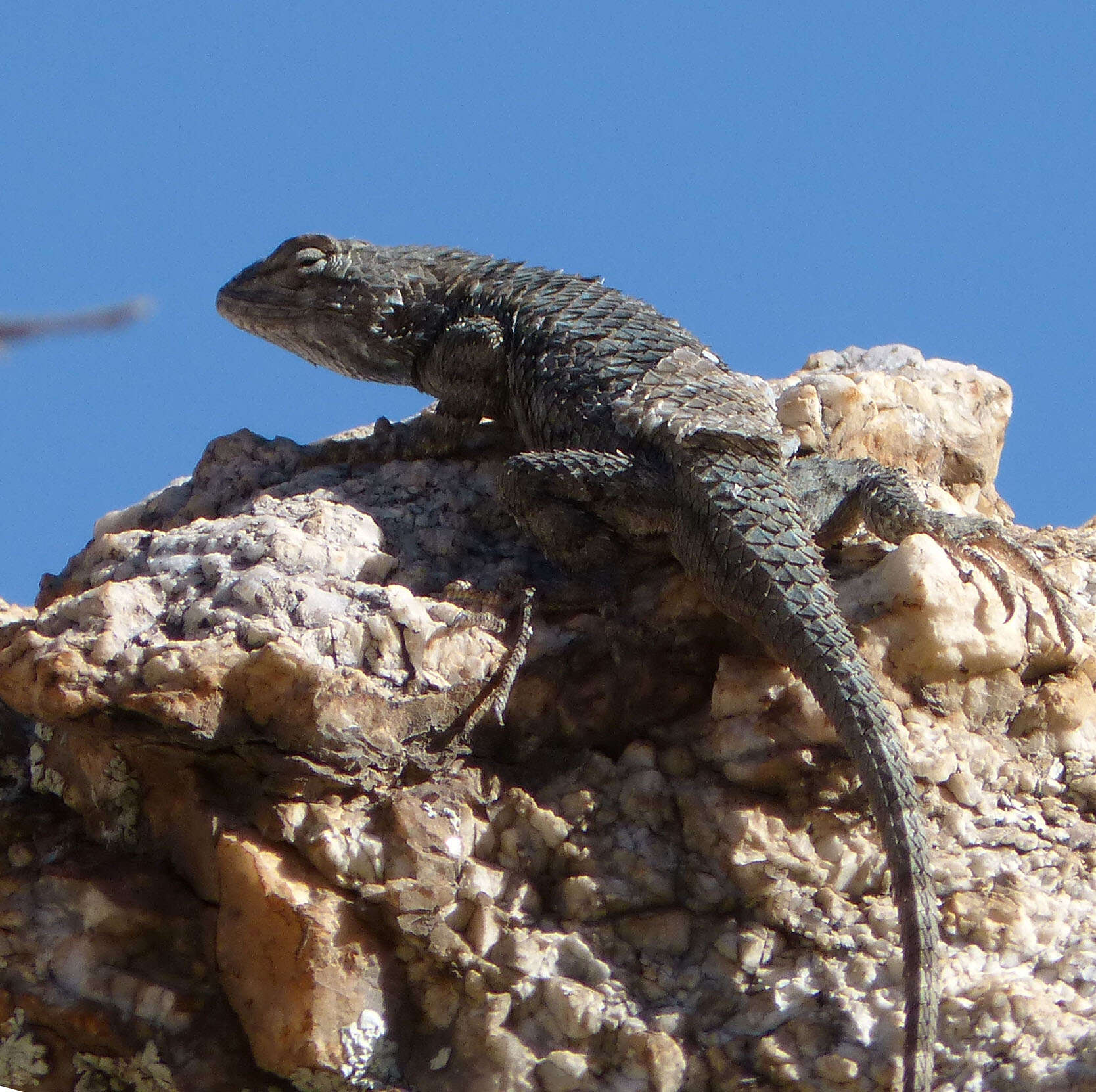 Image of Clark's spiny lizard