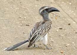 Image of African Grey Hornbill