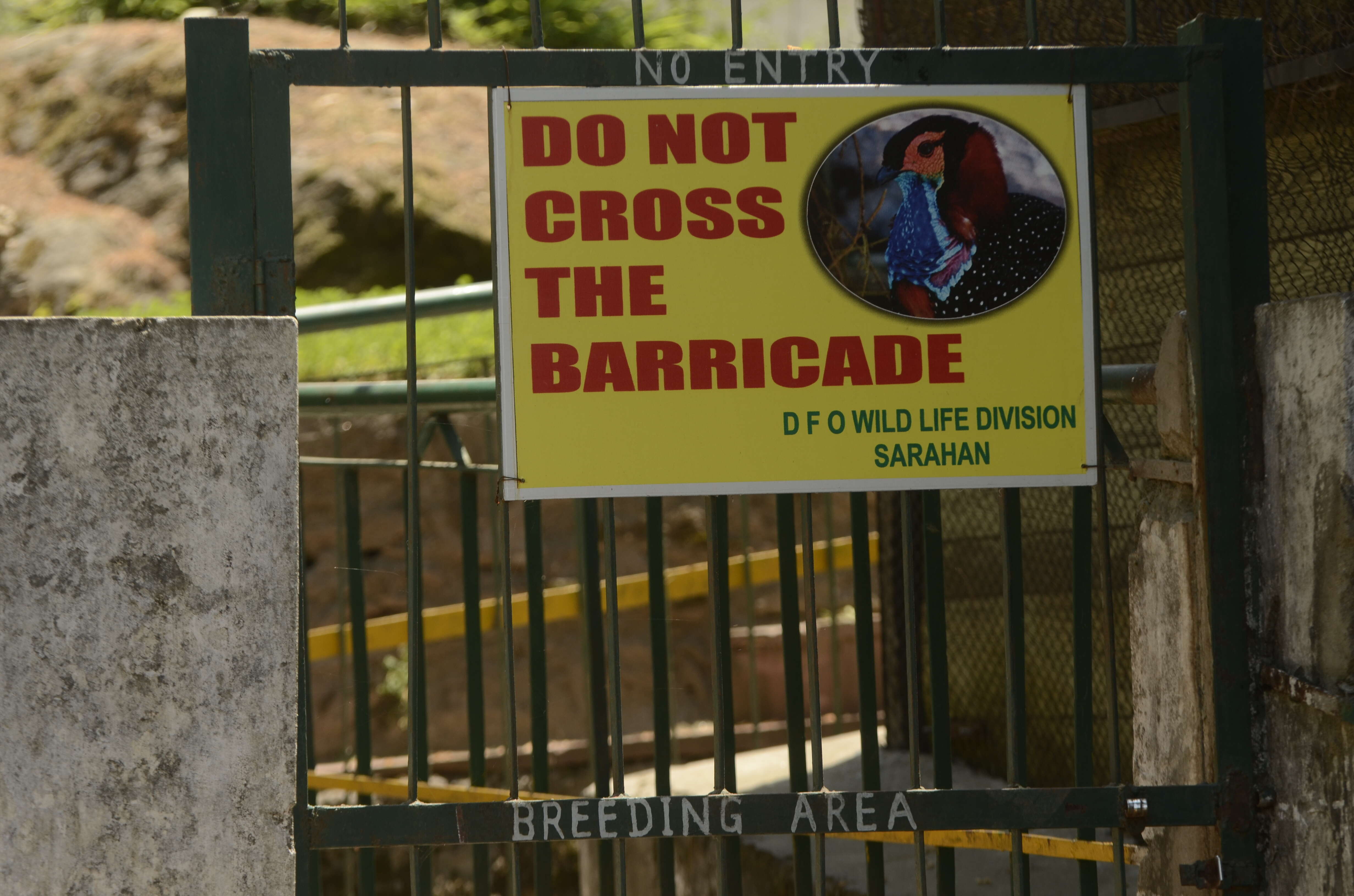 Image of Black-headed Tragopan