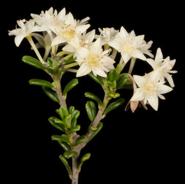 Image of Pomaderris brevifolia N. G. Walsh