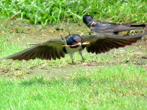 Image of Hirundo Linnaeus 1758