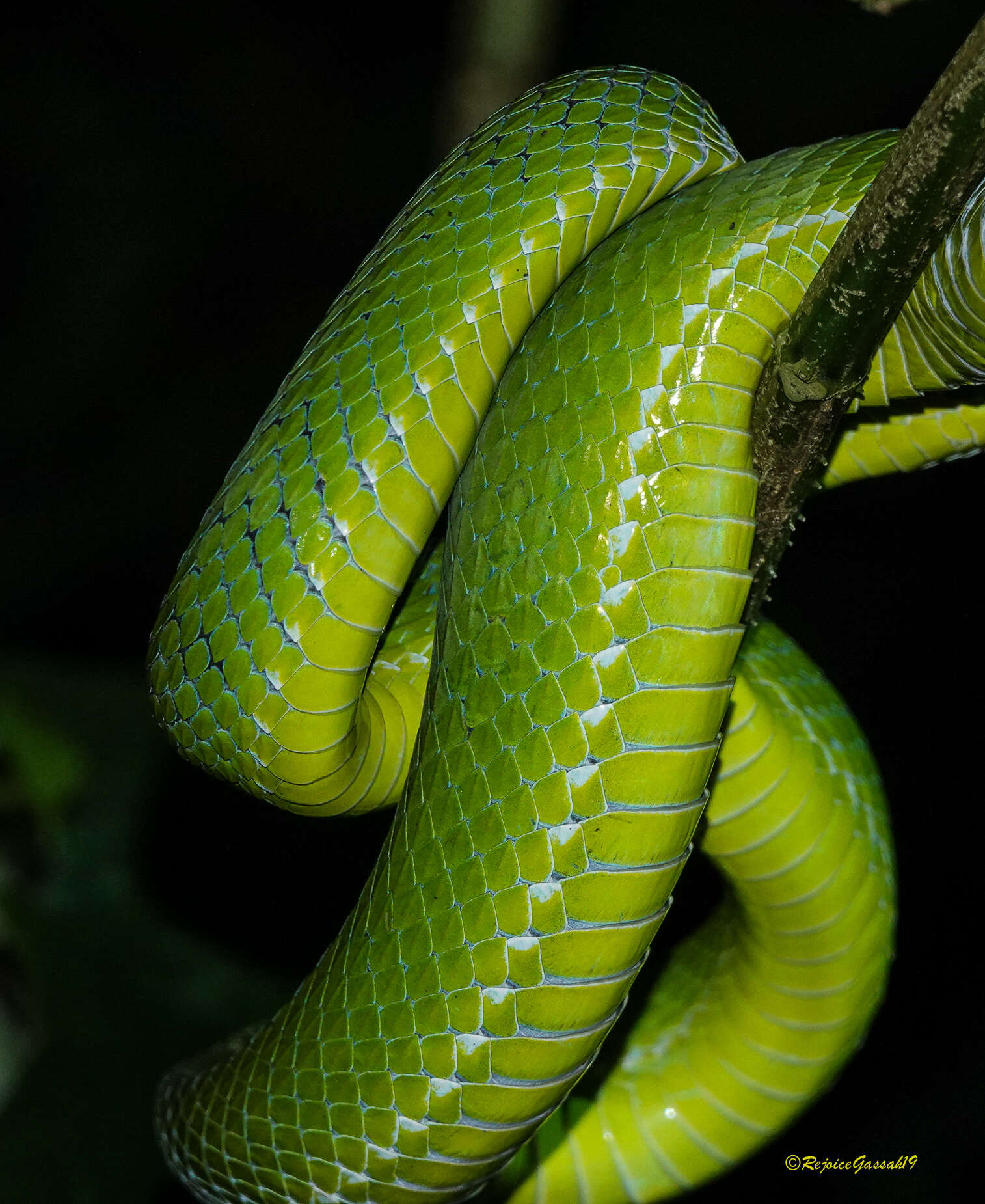 Image of Pope's pit viper