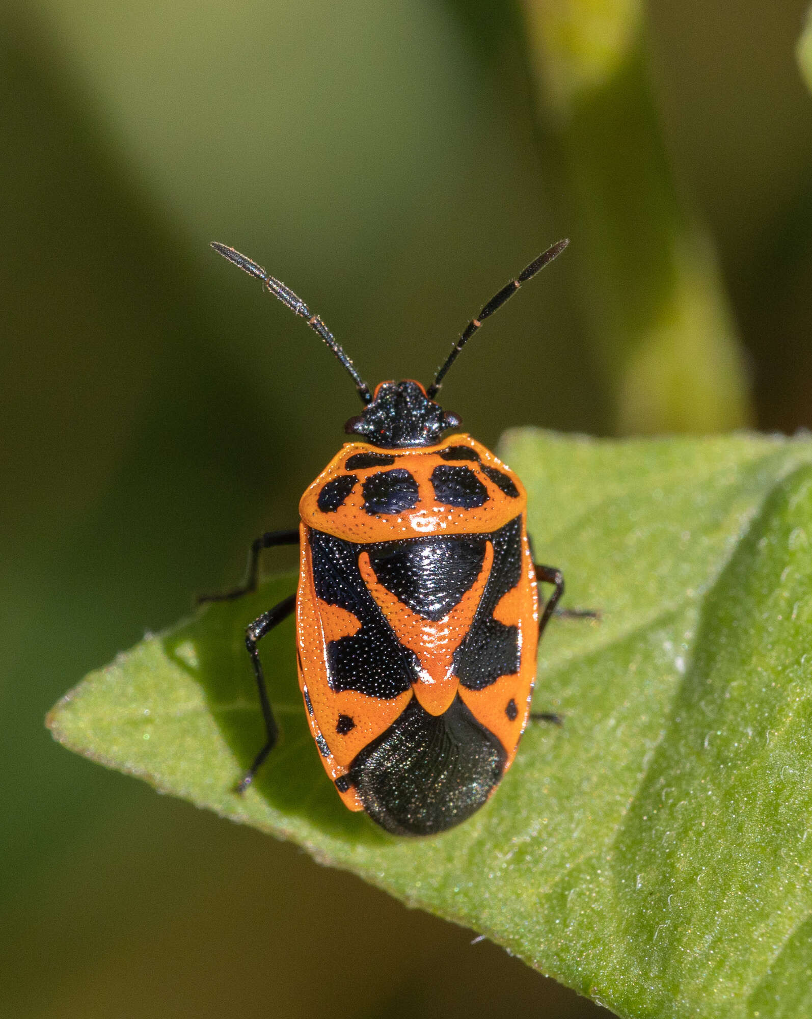 Image of <i>Eurydema dominulus</i>