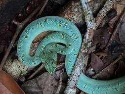 Imagem de Bothrops bilineatus (Wied-Neuwied 1821)