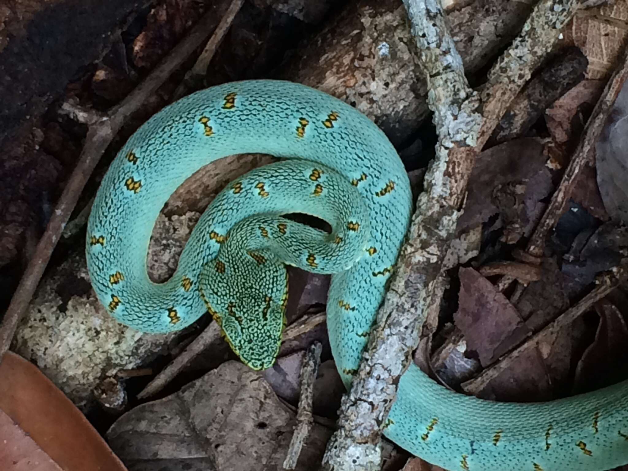 Imagem de Bothrops bilineatus (Wied-Neuwied 1821)