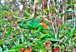 Image of Parson's Chameleon