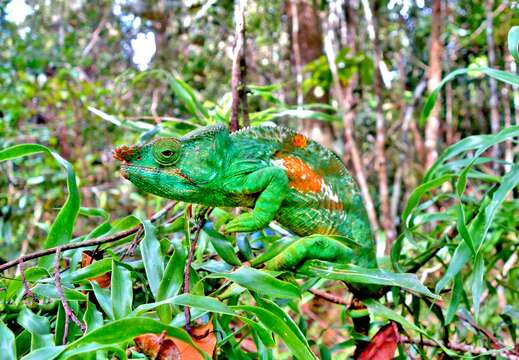 Image of Parson's Chameleon