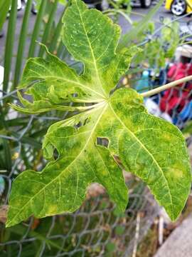 Sivun Papaya ringspot virus kuva