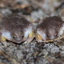 Image of Myobatrachus gouldii (Gray 1841)