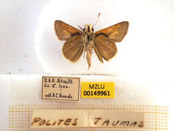 Image of Tawny-edged Skipper