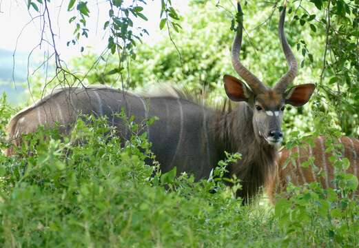 Image of Nyala