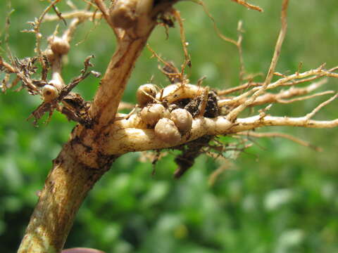 Image of blackeyed pea