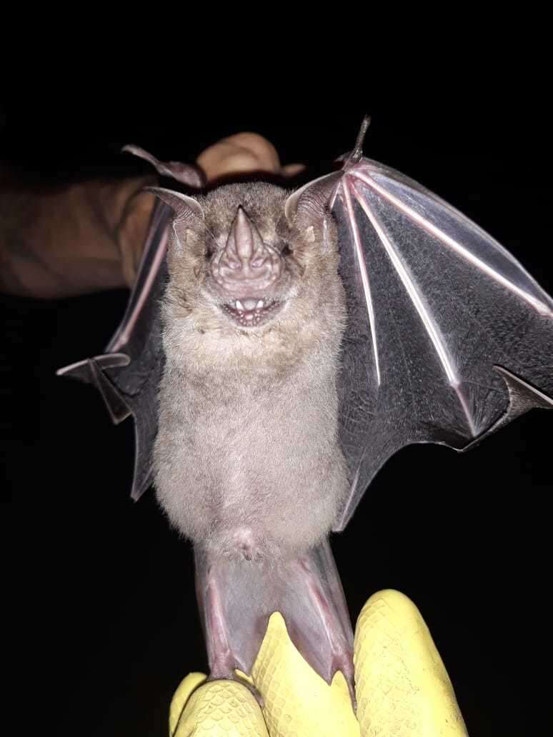 Image of Flat-faced Fruit-eating Bat