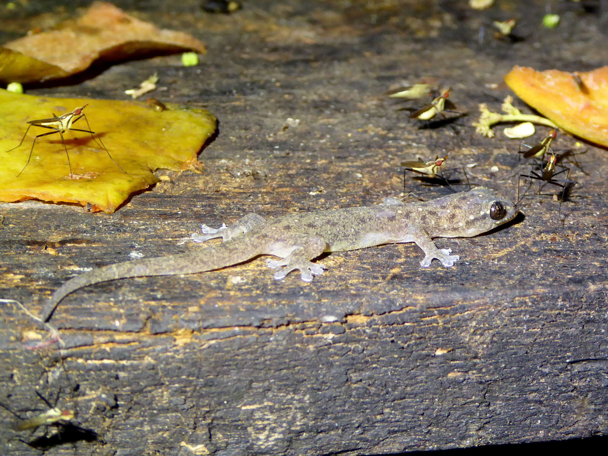 Gehyra mutilata (Wiegmann 1834) resmi