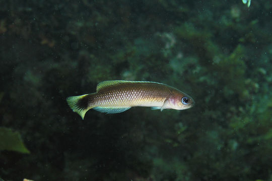 Image of Blotched-tailed trachinops