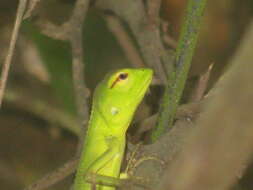 Image of Common green forest lizard