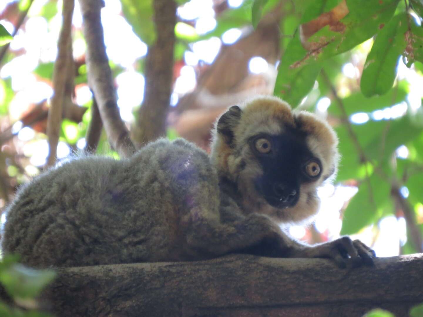 Image of Audebert's Brown Lemur