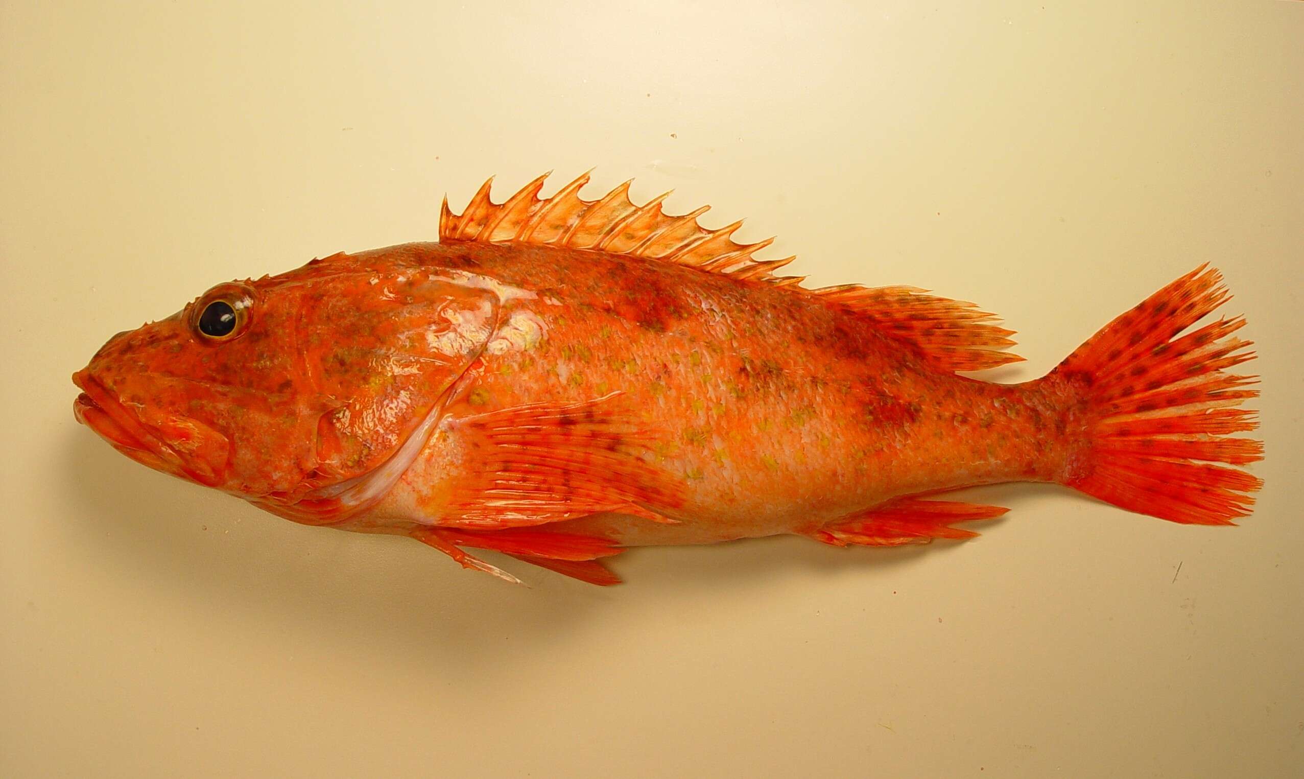 Image of Spinycheek Scorpionfish