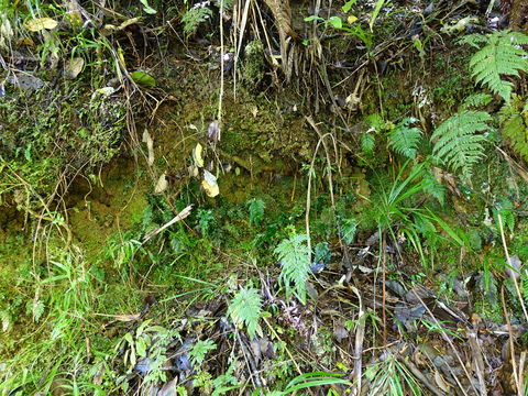 Image of Fungus gnat