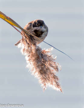 Image of Common Reed Bunting