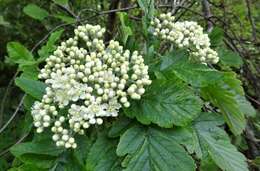 Image of Arran Cut-leaved Whitebeam