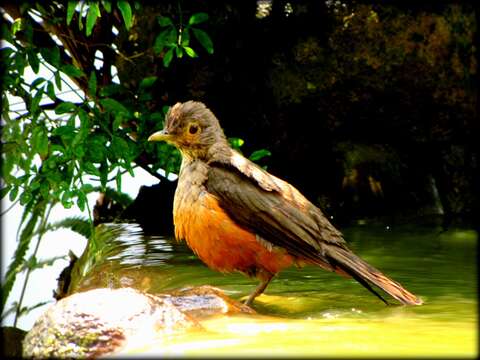 Image of Rufous-bellied Thrush