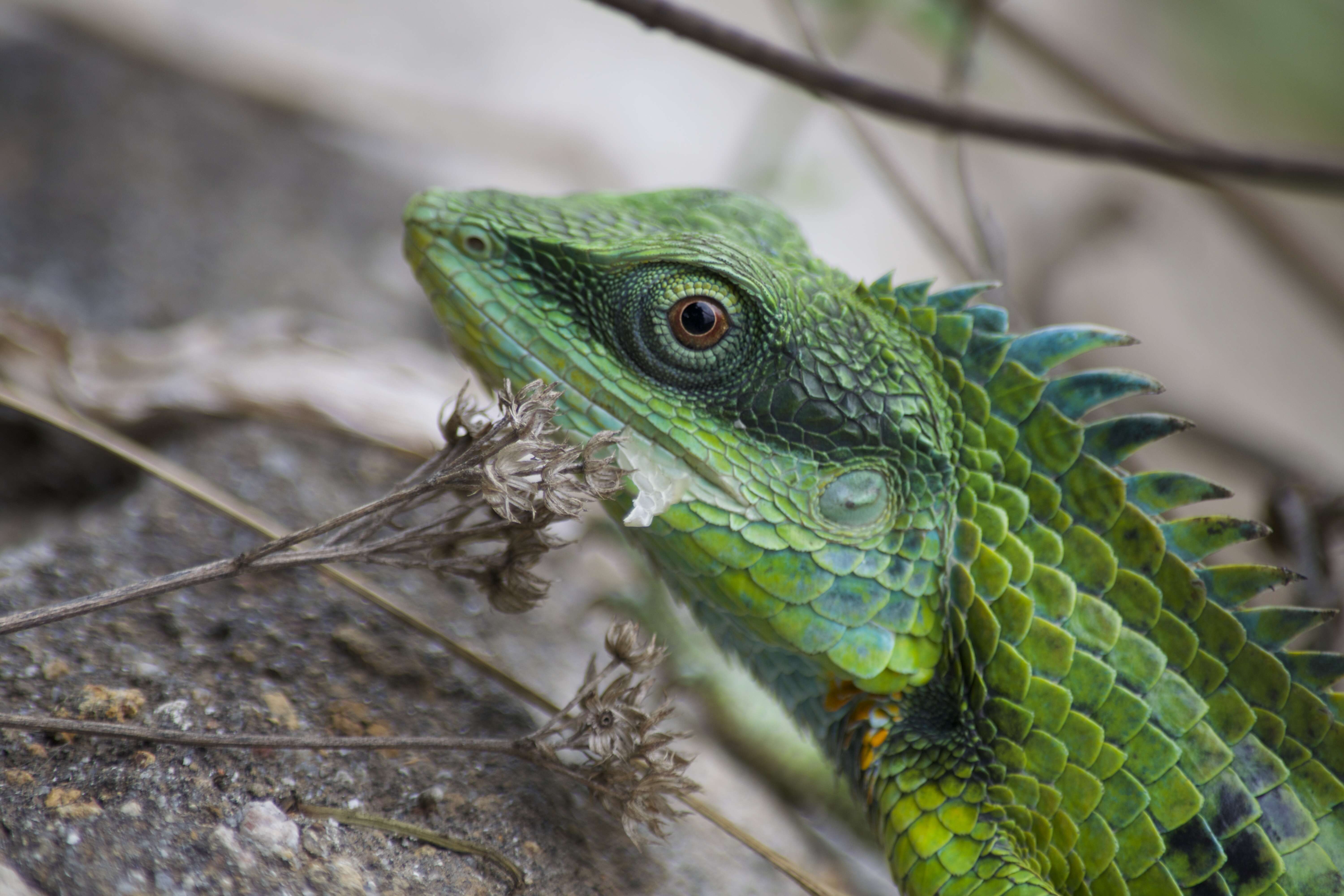 Image of Common green forest lizard