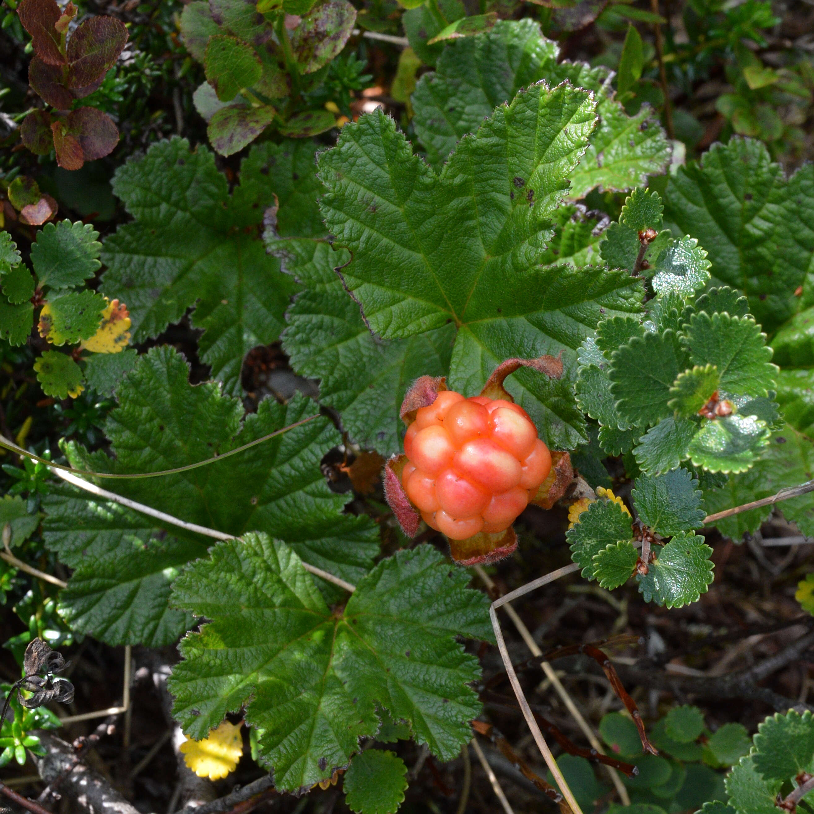 Image of cloudberry