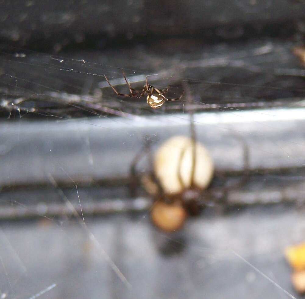 Image of Redback spider