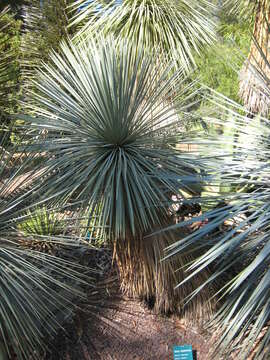 Image of Yucca linearifolia Clary