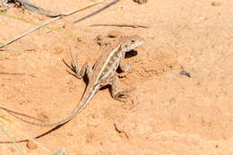 Ctenophorus fordi (Storr 1965) resmi