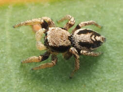 Image of Habronattus mexicanus (Peckham & Peckham 1896)