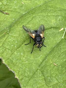 Image of Mesembrina meridiana (Linnaeus 1758)