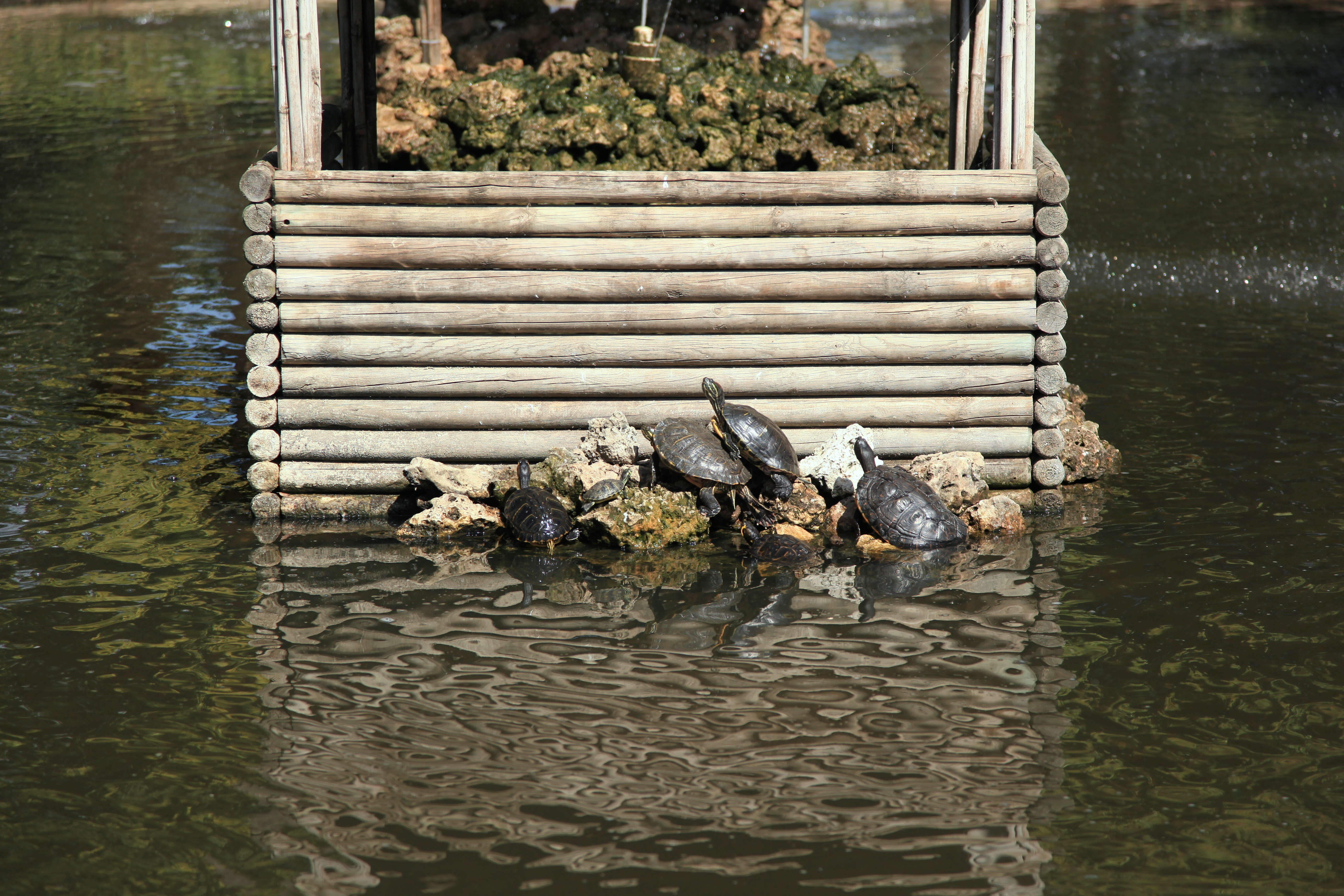 Image of slider turtle, red-eared terrapin, red-eared slider