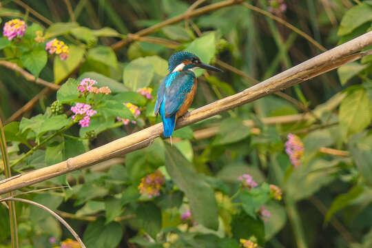 Image of Common Kingfisher