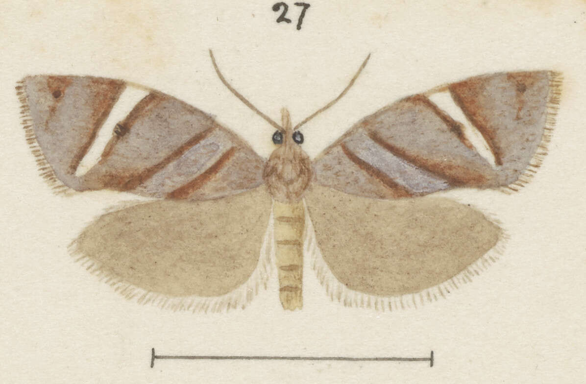 Image of Ecclitica torogramma