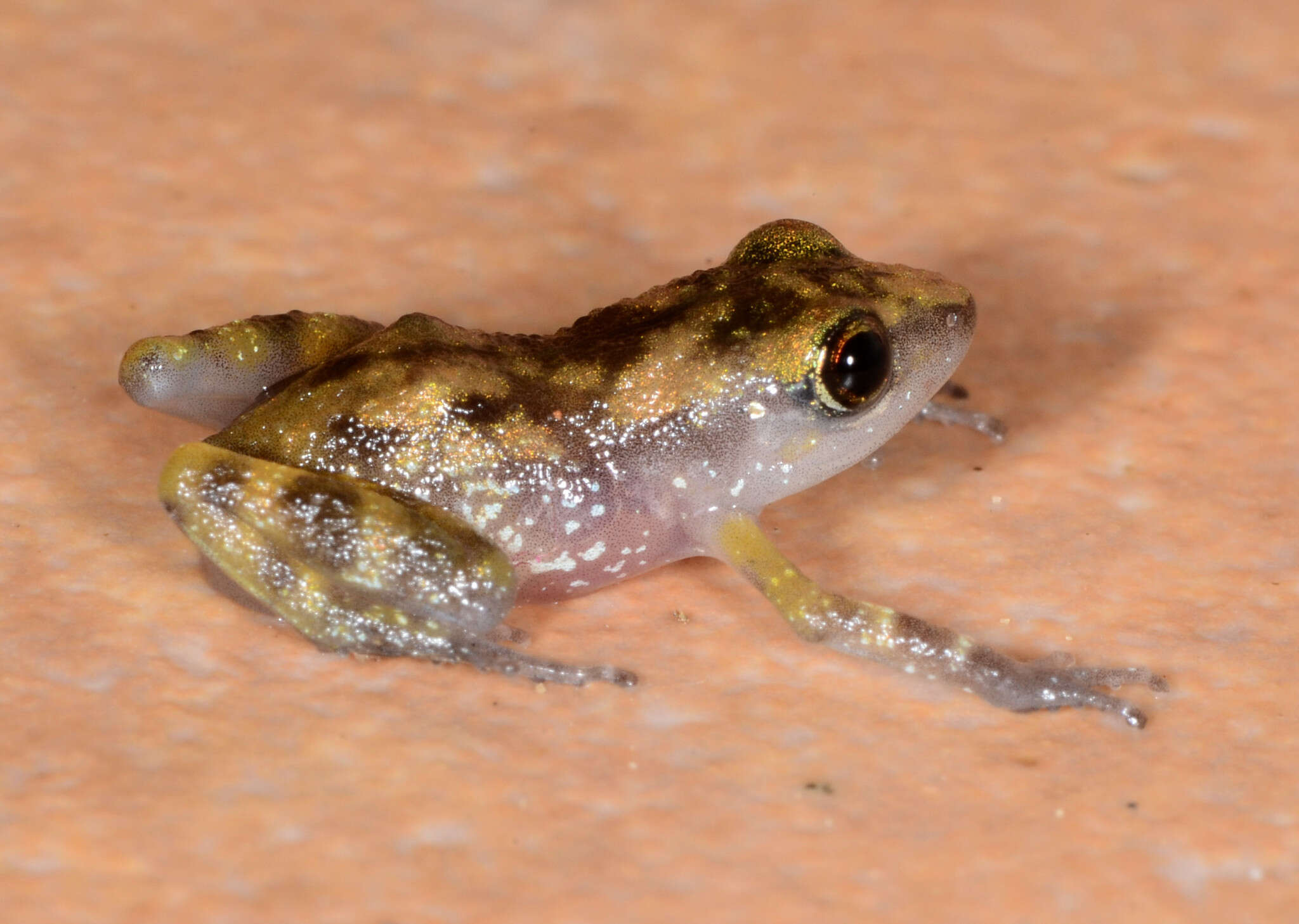 Image of Rainfrogs