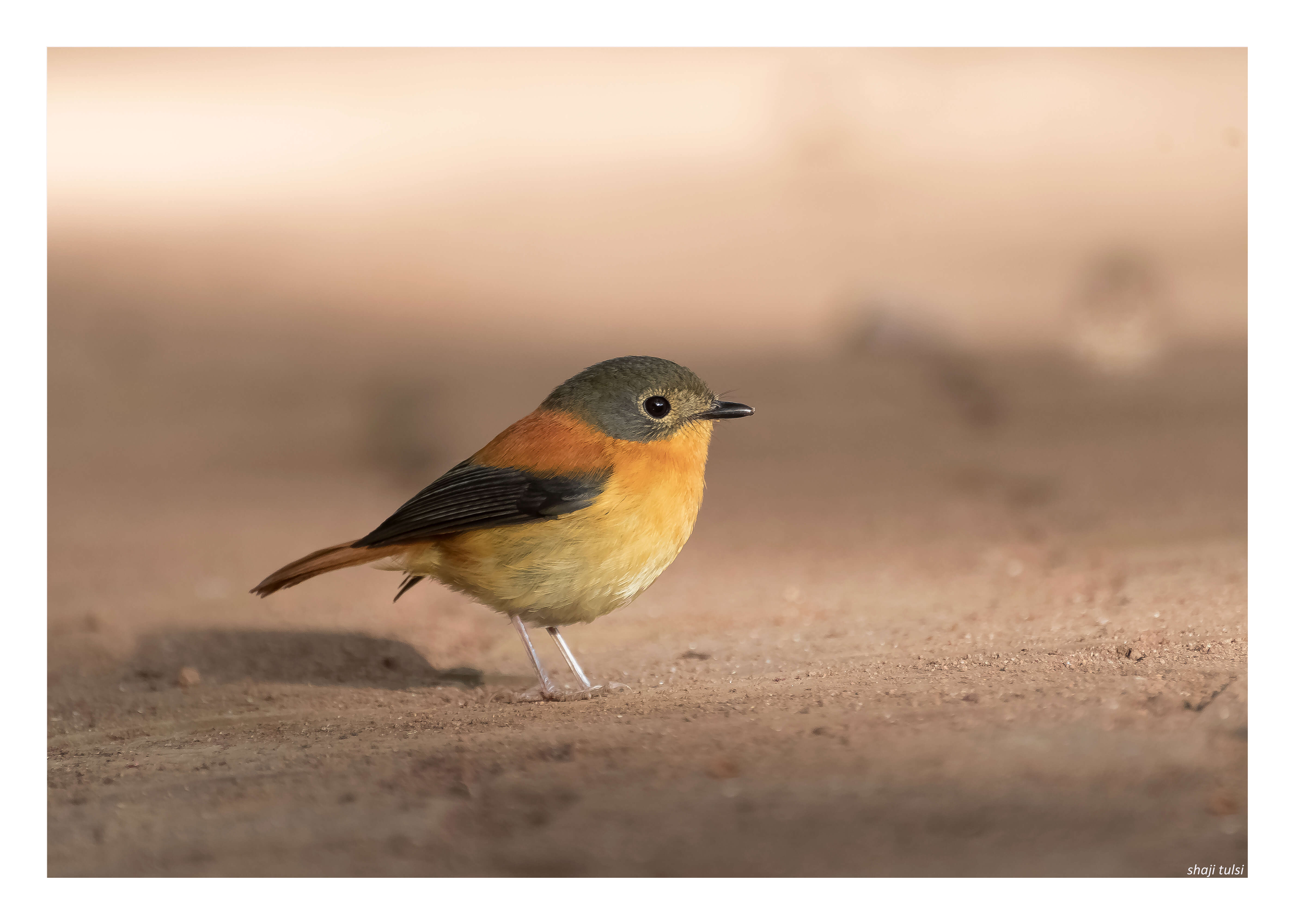 Image of Black-and-orange Flycatcher