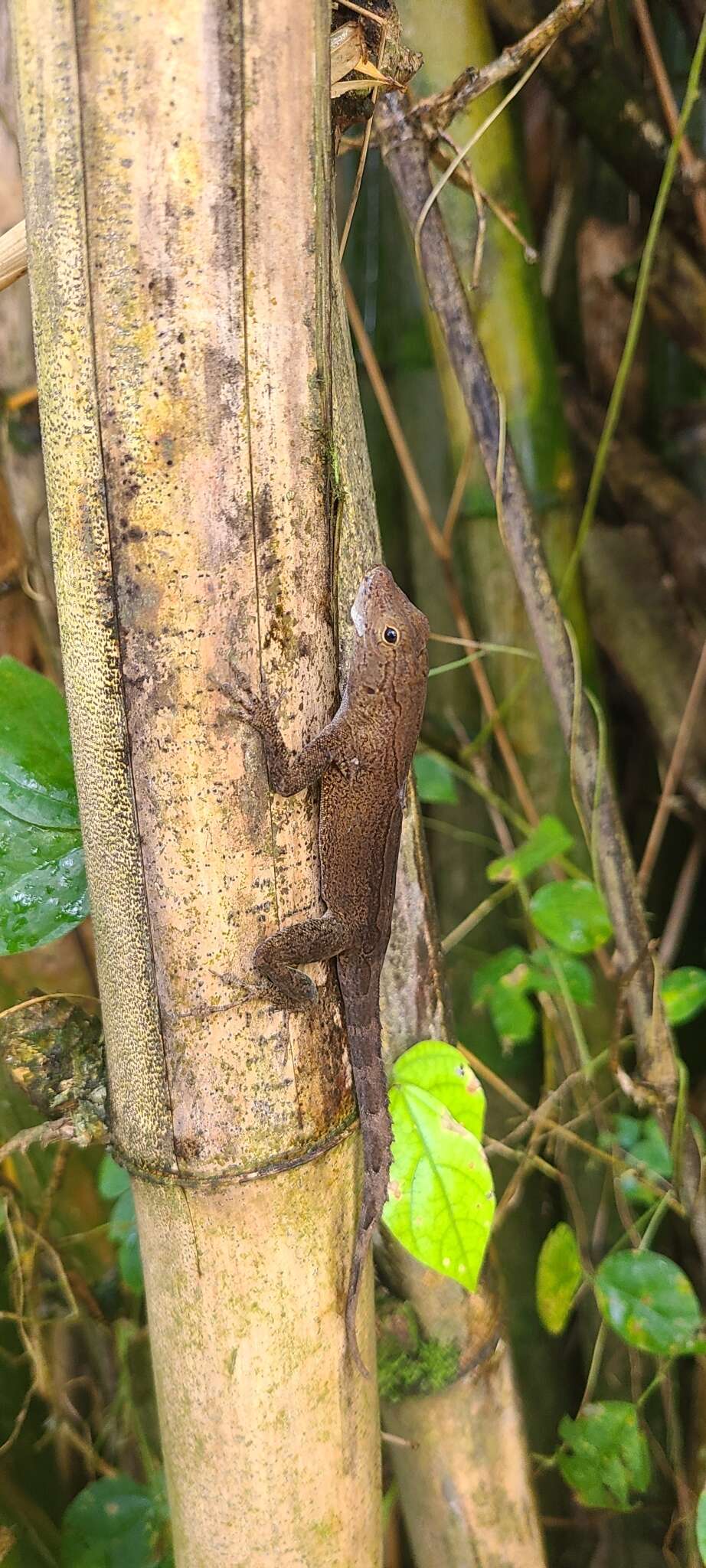 Image of Puerto Rican Crested Anole